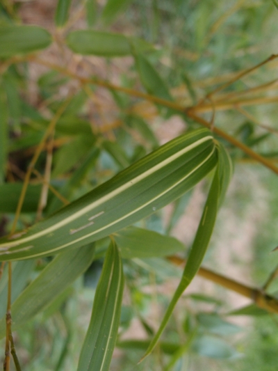 Phyllostachys aureosulcata Spectabilis